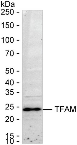 Invitrogen TFAM Recombinant Rabbit Monoclonal Antibody (K01_2T84) 100 &mu;L | Buy Online | Invitrogen&trade; | Fisher Scientific