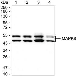 Invitrogen JNK1 Recombinant Rabbit Monoclonal Antibody (K01_2T92) 50 &mu;L | Buy Online | Invitrogen&trade; | Fisher Scientific
