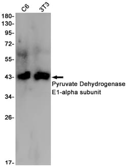 Invitrogen PDHA1 Recombinant Rabbit Monoclonal Antibody (K01_2U36) 100 &mu;L | Buy Online | Invitrogen&trade; | Fisher Scientific