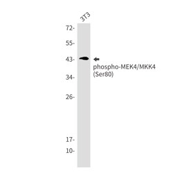 Invitrogen Phospho-MAP2K4 (Ser80) Recombinant Rabbit Monoclonal Antibody (K01_2U50) 100 &mu;L | Buy Online | Invitrogen&trade; | Fisher Scientific