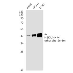 Invitrogen Phospho-MAP2K4 (Ser80) Recombinant Rabbit Monoclonal Antibody (K01_2U50) 100 &mu;L | Buy Online | Invitrogen&trade; | Fisher Scientific