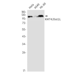 Invitrogen Dot1L Recombinant Rabbit Monoclonal Antibody (K01_2U55) 50 &mu;L | Buy Online | Invitrogen&trade; | Fisher Scientific