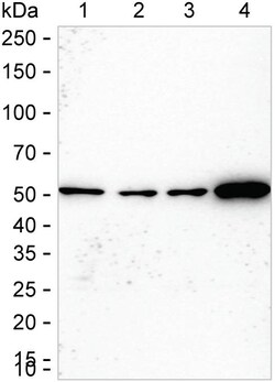 Invitrogen NAMPT Recombinant Rabbit Monoclonal Antibody (K01_2U61) 50 &mu;L | Buy Online | Invitrogen&trade; | Fisher Scientific