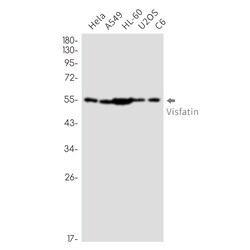 Invitrogen NAMPT Recombinant Rabbit Monoclonal Antibody (K01_2U61) 50 &mu;L | Buy Online | Invitrogen&trade; | Fisher Scientific