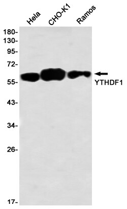 Invitrogen&trade;&nbsp;YTHDF1 Recombinant Rabbit Monoclonal Antibody (K01_2U63)