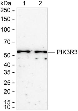 Invitrogen PI3K p55 gamma Recombinant Rabbit Monoclonal Antibody (K01_2W51) 50 &mu;L | Buy Online | Invitrogen&trade; | Fisher Scientific