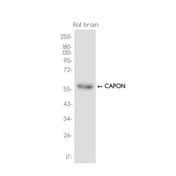 Invitrogen NOS1AP Recombinant Rabbit Monoclonal Antibody (K01_3J65) 100 &mu;L | Buy Online | Invitrogen&trade; | Fisher Scientific