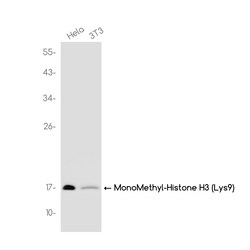 Invitrogen H3K9me1 Recombinant Rabbit Monoclonal Antibody (K01_3J66) 100 &mu;L | Buy Online | Invitrogen&trade; | Fisher Scientific