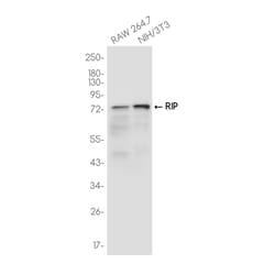 Invitrogen RIP1 Recombinant Rabbit Monoclonal Antibody (K01_3J74) 50 &mu;L | Buy Online | Invitrogen&trade; | Fisher Scientific
