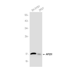 Invitrogen AP2S1 Recombinant Rabbit Monoclonal Antibody (K01_3J85) 50 &mu;L | Buy Online | Invitrogen&trade; | Fisher Scientific