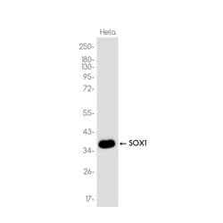 Invitrogen SOX1 Recombinant Rabbit Monoclonal Antibody (K01_3K17) 100 &mu;L | Buy Online | Invitrogen&trade; | Fisher Scientific