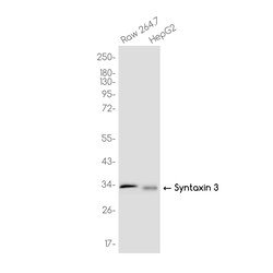 Invitrogen Syntaxin 3 Recombinant Rabbit Monoclonal Antibody (K01_3K21) 50 &mu;L | Buy Online | Invitrogen&trade; | Fisher Scientific