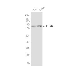 Invitrogen INTS10 Recombinant Rabbit Monoclonal Antibody (K01_3K22) 100 &mu;L | Buy Online | Invitrogen&trade; | Fisher Scientific