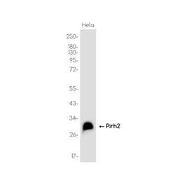 Invitrogen Pirh2 Recombinant Rabbit Monoclonal Antibody (K01_3K28) 50 &mu;L | Buy Online | Invitrogen&trade; | Fisher Scientific