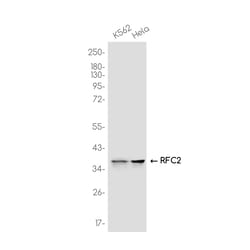 Invitrogen RFC2 Recombinant Rabbit Monoclonal Antibody (K01_3K34) 50 &mu;L | Buy Online | Invitrogen&trade; | Fisher Scientific