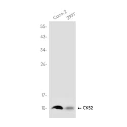 Invitrogen CKS2 Recombinant Rabbit Monoclonal Antibody (K01_3K53) 100 &mu;L | Buy Online | Invitrogen&trade; | Fisher Scientific