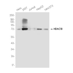 Invitrogen HDAC10 Recombinant Rabbit Monoclonal Antibody (K01_3K80) 50 &mu;L | Buy Online | Invitrogen&trade; | Fisher Scientific
