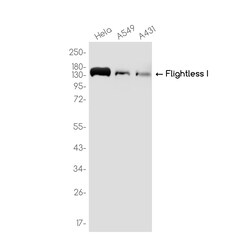 Invitrogen FLII Recombinant Rabbit Monoclonal Antibody (K01_3K84) 100 &mu;L | Buy Online | Invitrogen&trade; | Fisher Scientific