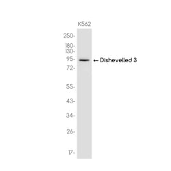 Invitrogen DVL3 Recombinant Rabbit Monoclonal Antibody (K01_3K85) 100 &mu;L | Buy Online | Invitrogen&trade; | Fisher Scientific