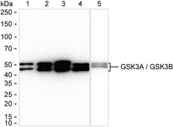 Invitrogen GSK3 alpha/beta Recombinant Rabbit Monoclonal Antibody (K01_3L07) 50 &mu;L | Buy Online | Invitrogen&trade; | Fisher Scientific