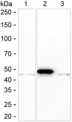 Invitrogen Creatine Kinase BB Recombinant Rabbit Monoclonal Antibody (K01_3L24) 100 &mu;L | Buy Online | Invitrogen&trade; | Fisher Scientific