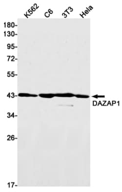 Invitrogen DAZAP1 Recombinant Rabbit Monoclonal Antibody (K01_3L30) 50 &mu;L | Buy Online | Invitrogen&trade; | Fisher Scientific