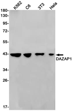 Invitrogen DAZAP1 Recombinant Rabbit Monoclonal Antibody (K01_3L31) 50 &mu;L | Buy Online | Invitrogen&trade; | Fisher Scientific