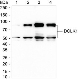 Invitrogen DCLK1 Recombinant Rabbit Monoclonal Antibody (K01_3L32) 100 &mu;L | Buy Online | Invitrogen&trade; | Fisher Scientific