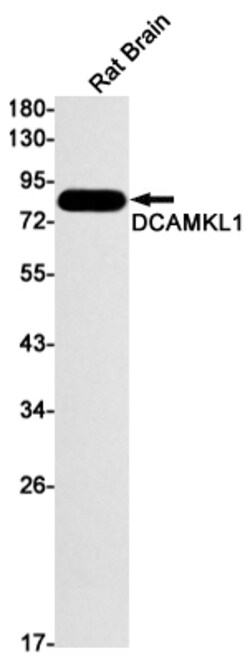 Invitrogen DCLK1 Recombinant Rabbit Monoclonal Antibody (K01_3L32) 100 &mu;L | Buy Online | Invitrogen&trade; | Fisher Scientific