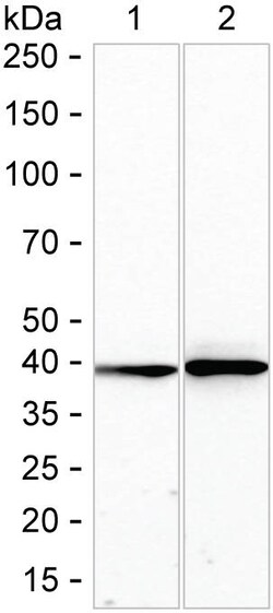 Invitrogen PRMT1 Recombinant Rabbit Monoclonal Antibody (K01_3L62) 50 &mu;L | Buy Online | Invitrogen&trade; | Fisher Scientific