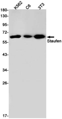 Invitrogen Staufen Recombinant Rabbit Monoclonal Antibody (K01_3L68) 100 &mu;L | Buy Online | Invitrogen&trade; | Fisher Scientific