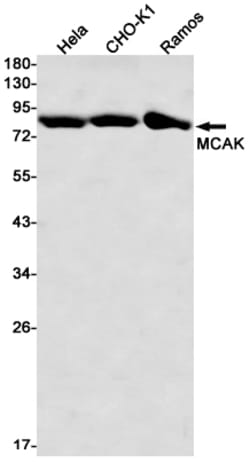Invitrogen MCAK Recombinant Rabbit Monoclonal Antibody (K01_3L87) 50 &mu;L | Buy Online | Invitrogen&trade; | Fisher Scientific