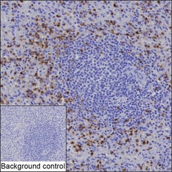 Invitrogen CEACAM8 Recombinant Rabbit Monoclonal Antibody (K03_1J35) 50 &mu;L | Buy Online | Invitrogen&trade; | Fisher Scientific