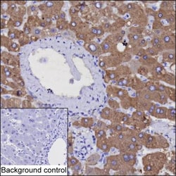 Invitrogen Golgi protein 58k Recombinant Human Monoclonal Antibody (K92024_4F3) 50 &mu;L | Buy Online | Invitrogen&trade; | Fisher Scientific