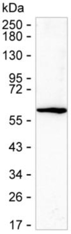 Invitrogen Golgi protein 58k Recombinant Human Monoclonal Antibody (K92024_4F3) 50 &mu;L | Buy Online | Invitrogen&trade; | Fisher Scientific