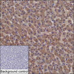 Invitrogen SDSL Recombinant Mouse Monoclonal Antibody (K94053_16H3) 100 &mu;L | Buy Online | Invitrogen&trade; | Fisher Scientific