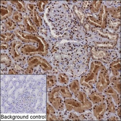 Invitrogen CDC27 Recombinant Mouse Monoclonal Antibody (K70013_5G6) 100 &mu;L | Buy Online | Invitrogen&trade; | Fisher Scientific