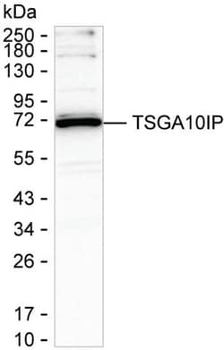Invitrogen TSGA10IP Recombinant Mouse Monoclonal Antibody (K1E060_4H6) 100 &mu;L | Buy Online | Invitrogen&trade; | Fisher Scientific