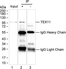 Invitrogen TEX11 Recombinant Mouse Monoclonal Antibody (K94052_9C7) 50 &mu;L | Buy Online | Invitrogen&trade; | Fisher Scientific