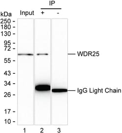 Invitrogen WDR25 Recombinant Mouse Monoclonal Antibody (K9N019_16F2) 50 &mu;L | Buy Online | Invitrogen&trade; | Fisher Scientific
