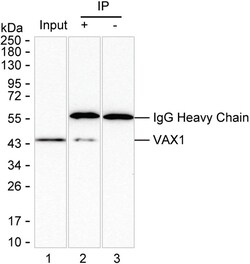 Invitrogen VAX1 Recombinant Mouse Monoclonal Antibody (K29066_16C2) 50 &mu;L | Buy Online | Invitrogen&trade; | Fisher Scientific