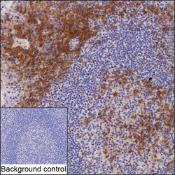 Invitrogen CRACC Recombinant Mouse Monoclonal Antibody (K8U029_14H8) 100 &mu;L | Buy Online | Invitrogen&trade; | Fisher Scientific