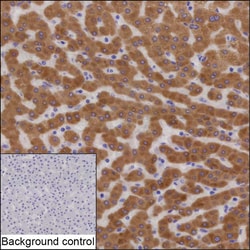 Invitrogen&trade;&nbsp;PON1 Recombinant Mouse Monoclonal Antibody (K56044_4E12)