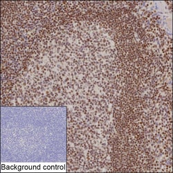 Invitrogen IFI16 Recombinant Mouse Monoclonal Antibody (K56050_2F2) 50 &mu;L | Buy Online | Invitrogen&trade; | Fisher Scientific