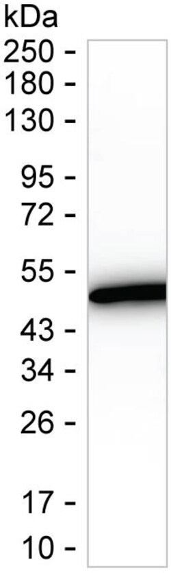 Invitrogen ASL Recombinant Mouse Monoclonal Antibody (KBL001_19F1) 100 &mu;L | Buy Online | Invitrogen&trade; | Fisher Scientific