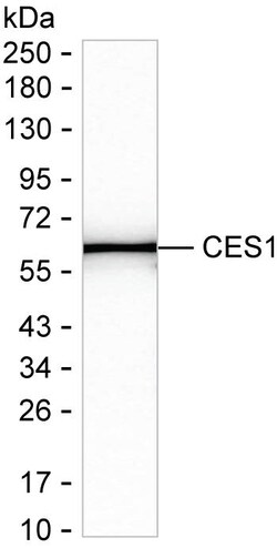 Invitrogen CES1 Recombinant Mouse Monoclonal Antibody (K1E067_8D1) 50 &mu;L | Buy Online | Invitrogen&trade; | Fisher Scientific