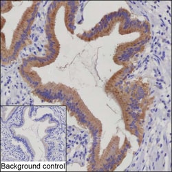 Invitrogen Cathepsin O Recombinant Mouse Monoclonal Antibody (K06376_14F12) 100 &mu;L | Buy Online | Invitrogen&trade; | Fisher Scientific