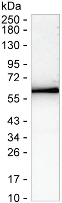 Invitrogen ARSA Recombinant Mouse Monoclonal Antibody (K29073_19C6) 50 &mu;L | Buy Online | Invitrogen&trade; | Fisher Scientific
