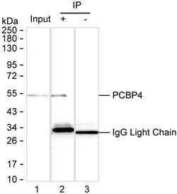 Invitrogen PCBP4 Recombinant Mouse Monoclonal Antibody (K1E075_14F9) 50 &mu;L | Buy Online | Invitrogen&trade; | Fisher Scientific