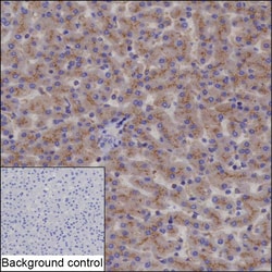 Invitrogen IGF2R Recombinant Mouse Monoclonal Antibody (K9N036_8A3) 100 &mu;L | Buy Online | Invitrogen&trade; | Fisher Scientific